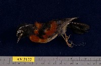 藏品(栗背林鴝)的圖片